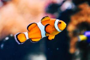 2022年世界杯决赛，谁才是足球界的王者？世界杯2022决赛结果